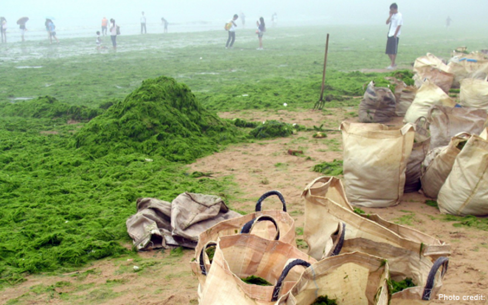 Prolific Algal Blooms in Coastal Areas in the Shandong Province, in China 