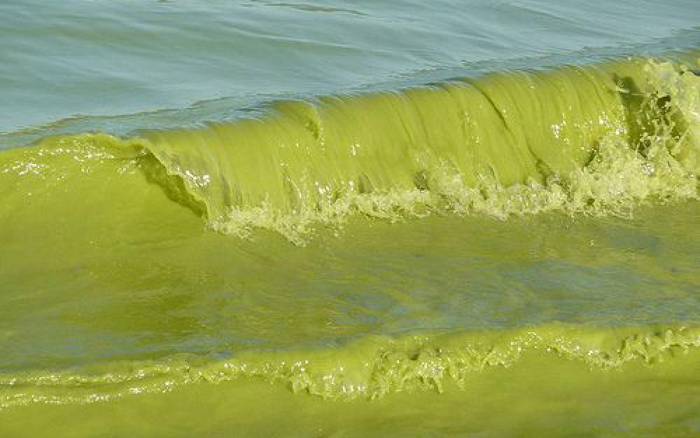 Guacamole Coasts: Not just Florida, Not Just Now